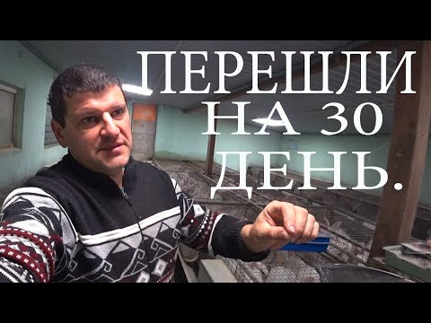 Видео: КРОЛИКИ, ИНДЮШАТА, МАЙСКИЙ ОБЗОР