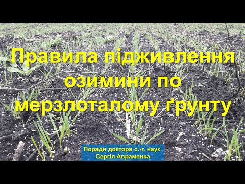 Видео: Правила подкормки озими по мёрзло-талой почве