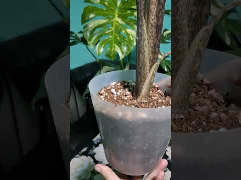 Видео: 26 октября 2025 г.N°- 126.