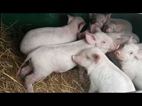 Видео: Сарай из соломы ч.2 и Свиньи как бизнес в новых реалиях №44