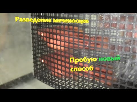 Видео: Разведение меченосцев Пробую новый способ