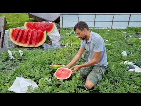 Видео: Срезаем 12 кг арбуз в Москве. Обзор арбузной бахчи на 16 июля 2022 г.