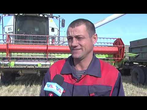 Видео: Уборочная в Тарановском районе
