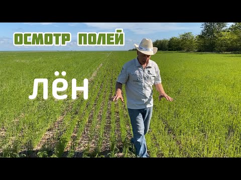 Видео: Осмотр яровых посевов | Лен