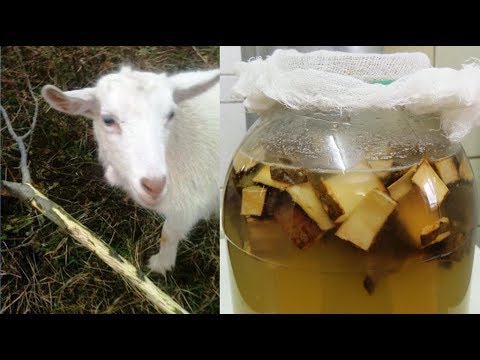 Видео: Осиновый квас. 💥 Не пить 🍺 одиноким 👨‍✈️ мужчинам! (aspen kvass).