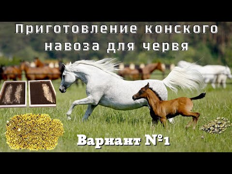 Видео: Как приготовить конский навоз для червя!? Вариант 1.