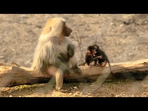 Видео: Картина ЧУДО! Вожак приглядывает за малышами, а беременные самки отнимают у самцов копыта! ДОМ 2