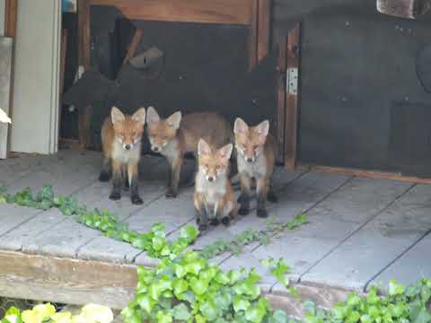 Видео: Ох уж эти смешные, хитрые Лисы 🦊🦊🦊 ))) Лисята весенним вечером на чердаке.