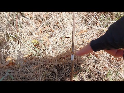 Видео: Присаждане чип бъдинг на череша Наполеон върху семеначе