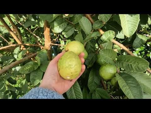 Видео: Что такое гуава и с чем её едят!?