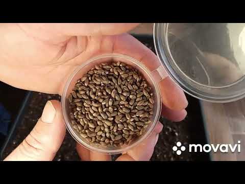 Видео: Посев семян туя, кипарис, сосна, лавр, олеандр и берёза 02.04.2025