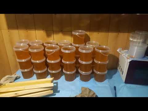 Видео: Завершения сбора мёда, обзор результатов. 31 августа 2025 года.