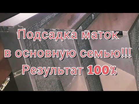 Видео: Подсадка маток с помощью изоляторов на 100%!!! Теория!