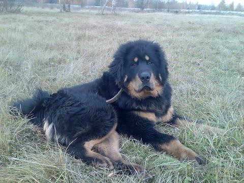 Видео: Тибетский мастиф - Магнат (Укрощение строптивого 2)