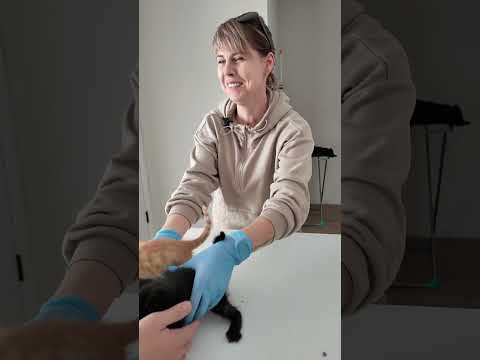 Видео: Добрые люди подобрали котят