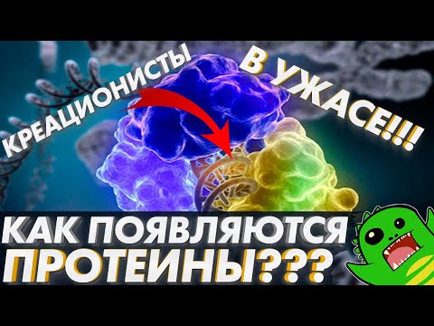 Видео: КАК ПОЯВЛЯЮТСЯ ПРОТЕИНЫ? Креационисты в ПАНИКЕ! | Биосинтез белка | Биохимия клетки