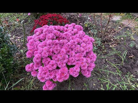 Видео: Щоб  виростити шикарний кущ хризантеми, дотримуйся цих простих правил.