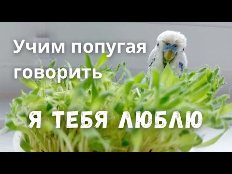 Видео: Учим попугая говорить Я тебя люблю