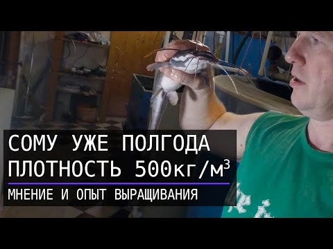 Видео: Полгода сому в УЗВ