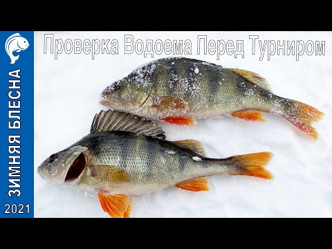 Видео: Проверка Водоема ловля Окуня на Блесну.