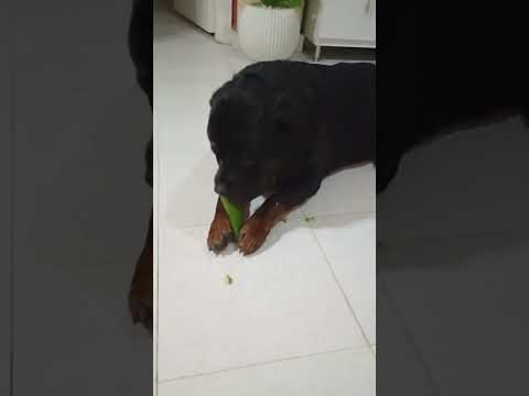 Видео: Не много о наших буднях вместе с Ричардом