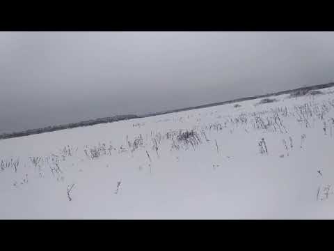 Видео: Нападение медведя на сборщиц ягод