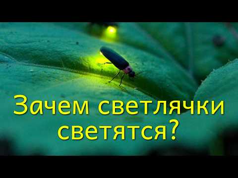 Видео: Насекомые-инженеры? Вы не поверите, на ЧТО они способны!