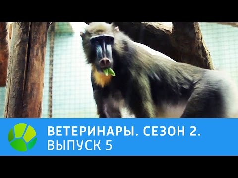 Видео: Ветеринары. Кот, щенок грифона, стриж, мандрилы, бульдог. 2 сезон | Живая Планета