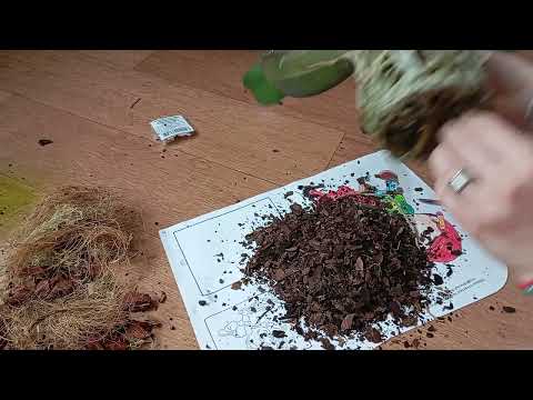 Видео: Пересадка орхидеи. Первый опыт.