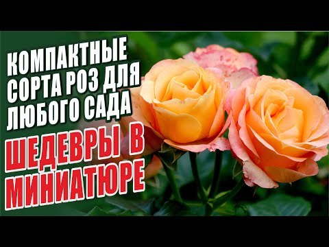 Видео: КОМПАКТНЫЕ СОРТА РОЗ ДЛЯ ЛЮБОГО САДА. ШЕДЕВРЫ В МИНИАТЮРЕ.