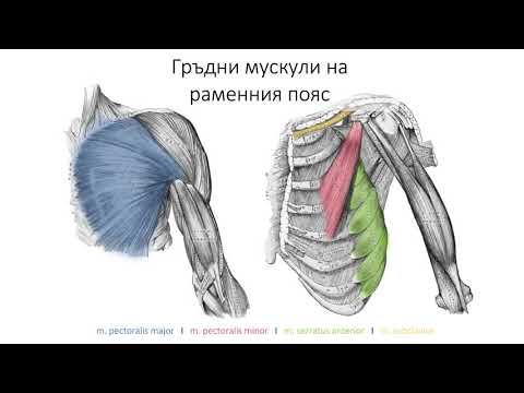 Видео: Мускули на гърдите (5:26) ┃teoriyata.com