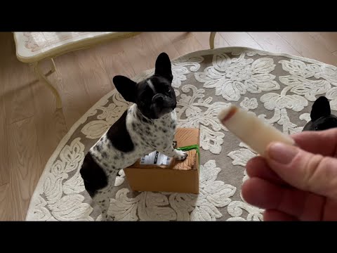 Видео: Французский бульдог Олег - удалённый учитель по распаковке
