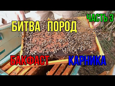 Видео: Сравнение пород карника и бакфаст в конце сезона. Карника тройзек, бакфаст b-80, f-2