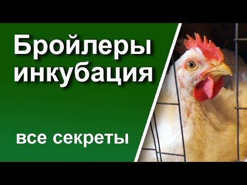 Видео: Бройлеры. Инкубация в домашних условиях.