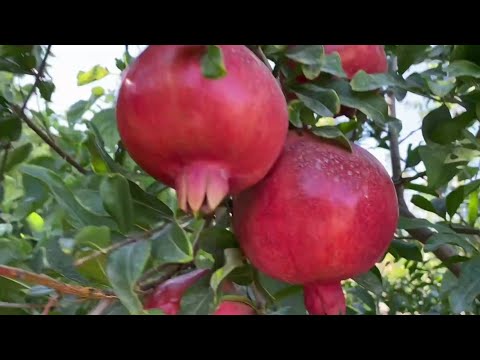 Видео: ЯНГИЛИК АНОР УЛАМАСИ