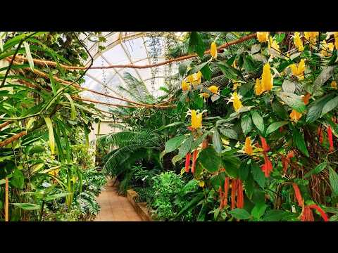 Видео: 🌿  Рай для любителей ЭКЗОТИКИ. Секреты Варшавской Оранжереи!