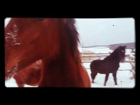 Видео: Жеребята стали совсем взрослыми