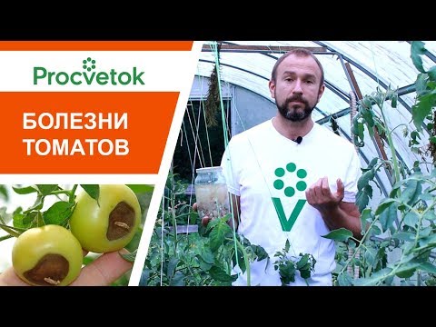 Видео: ОЧЕНЬ ПОЛЕЗНЫЙ ВЕБИНАР по болезням томатов. Вопросы и ответы эксперта!