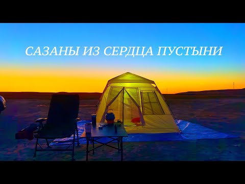 Видео: Сазаны из сердца пустыни.