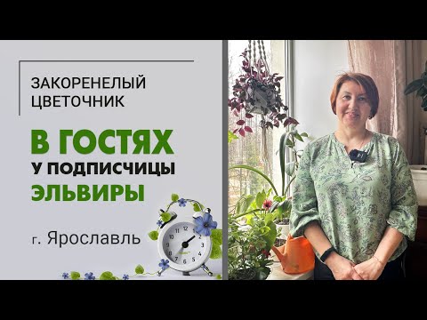 Видео: В гостях у Эльвиры, г. Ярославль. Фикусы, хлорофитумы и помидоры