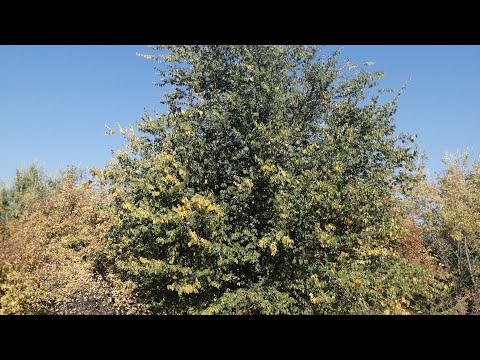 Видео: охота на барсука капканами, есть результат.