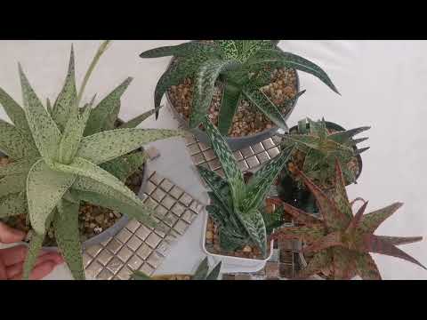 Видео: Алоэ в моей коллекции, интересные факты   про алоэ. #алоэвера #aloevera #aloe
