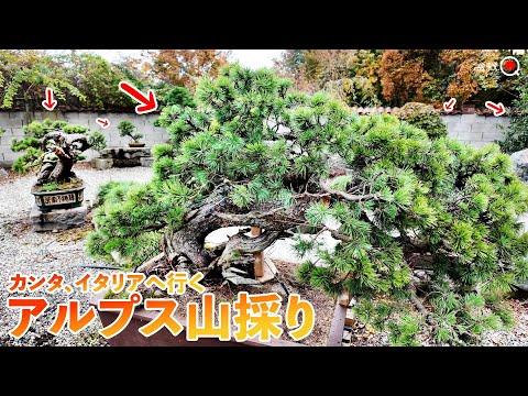 Видео: Путешествие по итальянским садам бонсай. ~Канта отправляется в Италию #2~ [Bonsai Q]