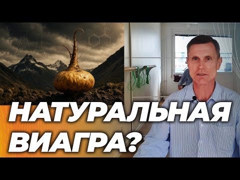 Видео: МАКА: работает или миф? Правда о “натуральной виагре".