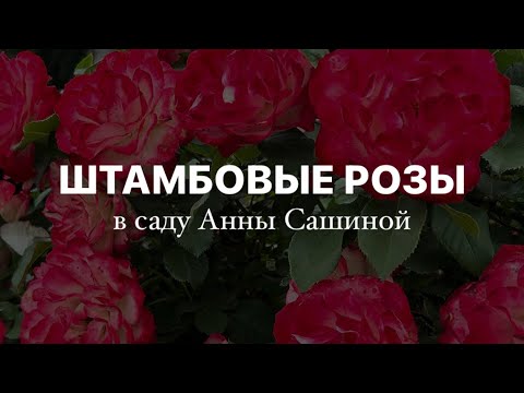 Видео: 🥀ОБЗОР ШТАМБОВЫХ РОЗ 2024🌹