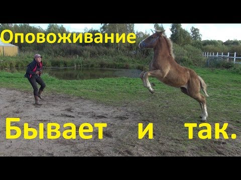 Видео: Не все жеребята хотят оповоживаться. Как мы оповоживали Малинку.