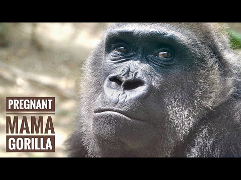 Видео: Беременная мама-горилла имеет большой аппетит | Генки | Зоопарк города Киото