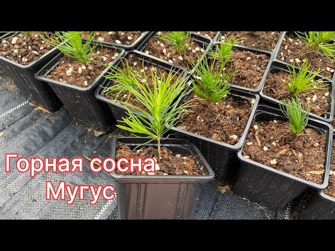 Видео: Горная сосна Мугус. Размножение, описание. Как быстро растет?