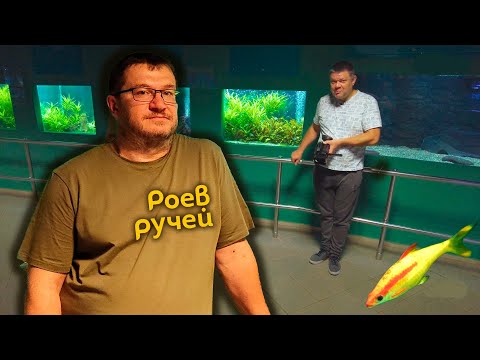 Видео: Роев ручей г.Красноярск. Аквариумная экспозиция