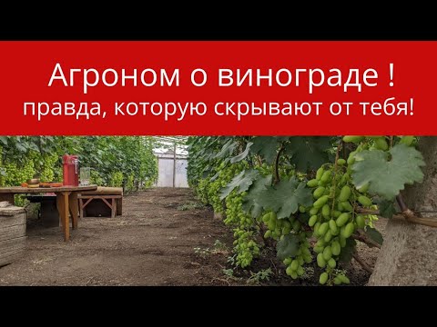 Видео: Агроном о винограде - правда, которую скрывают от тебя !